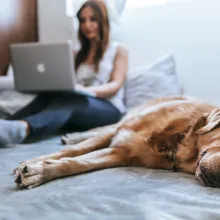ein großer brauner Hund, der auf einem Bett liegt
